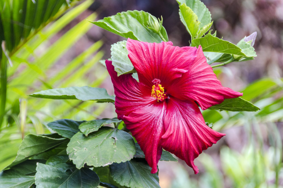 Ibiscus - isla de Rapa Nui o Pascua - Chile 1